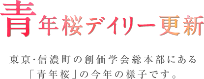 青年桜デイリー更新 東京・信濃町の創価学会総本部にある「青年桜」の今年の様子です。